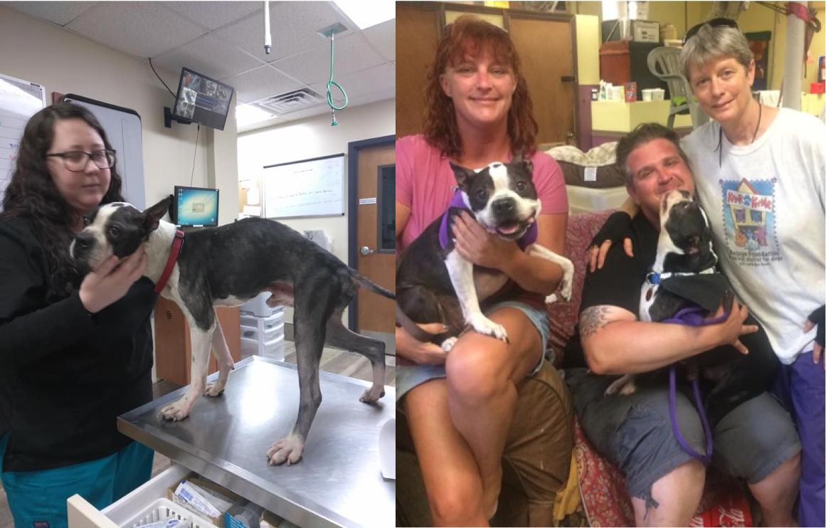 Ollie update